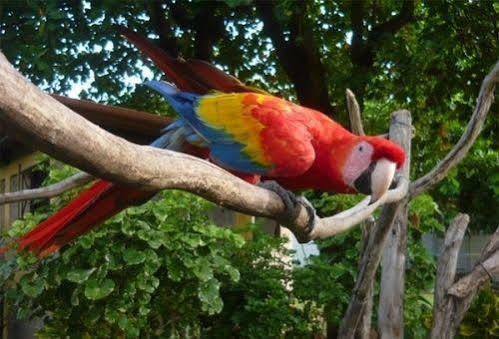 Curaka Lodge Expedition Iquitos Bagian luar foto